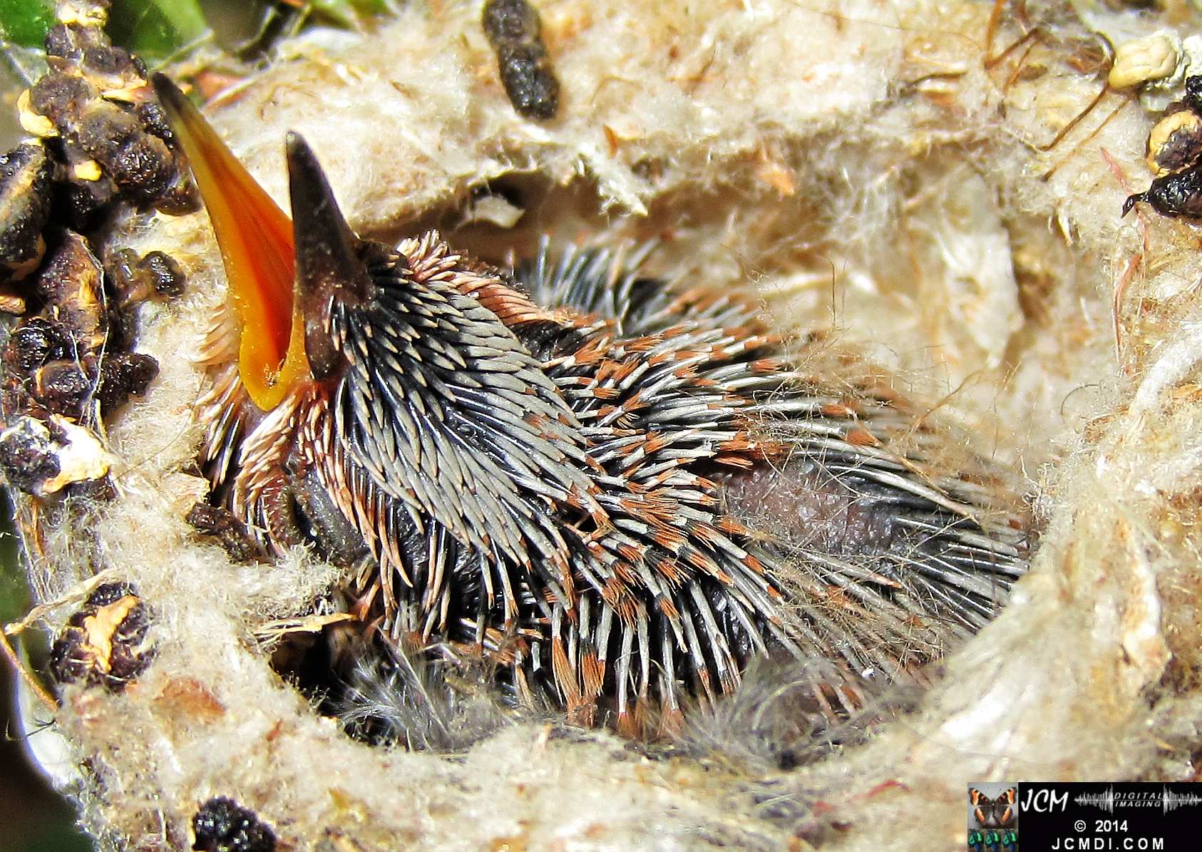 Allens Hummingbird Chick in Nest